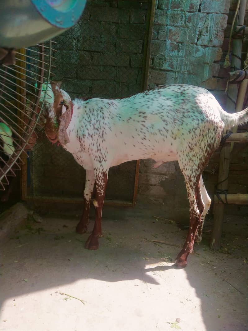 2bakra vip 4