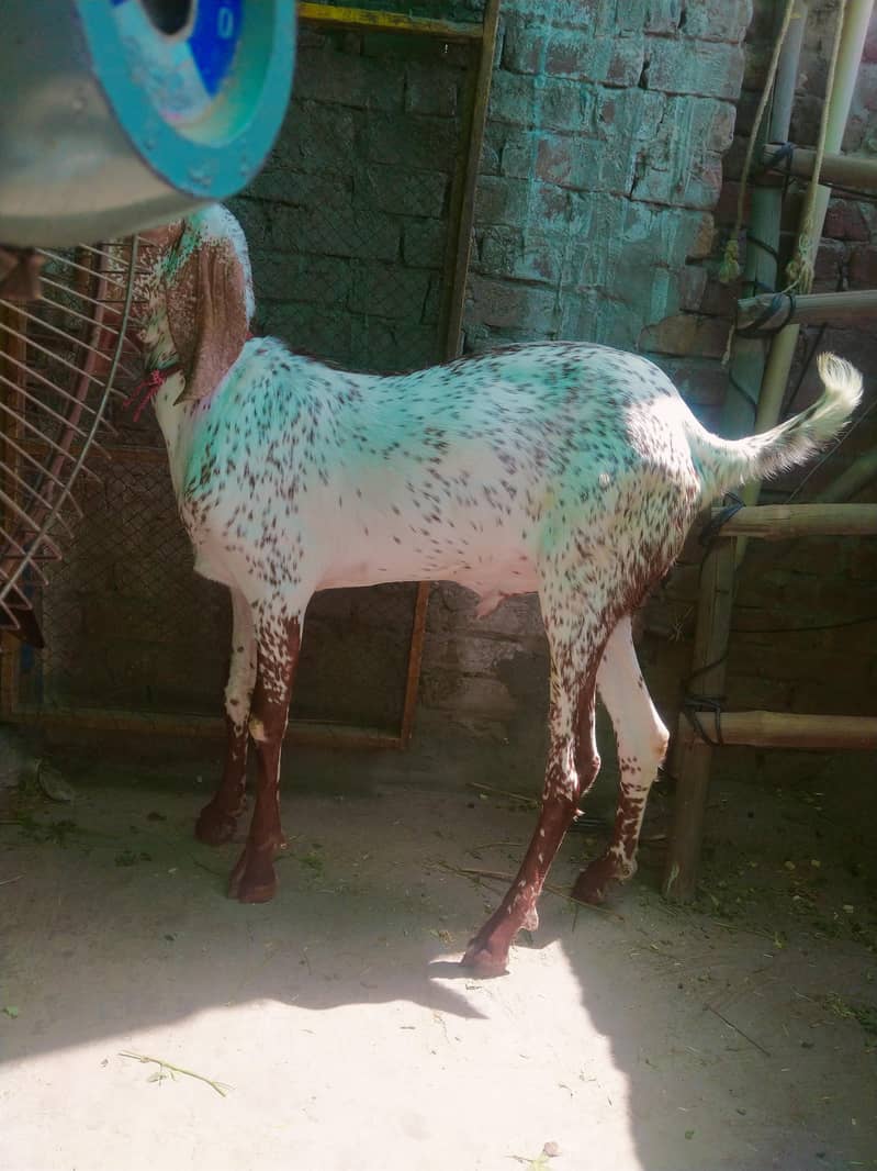 2bakra vip 5