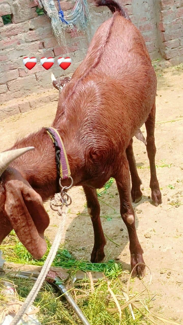 2bakra vip 6