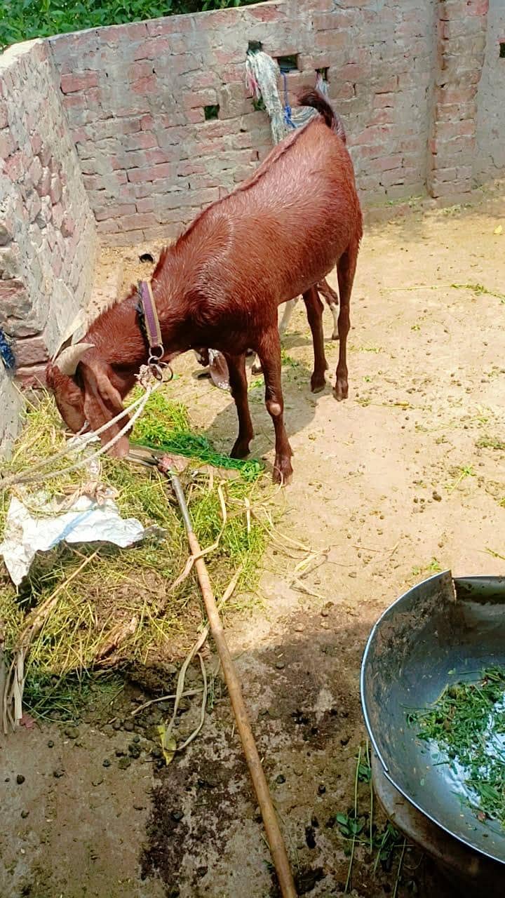 2bakra vip 7