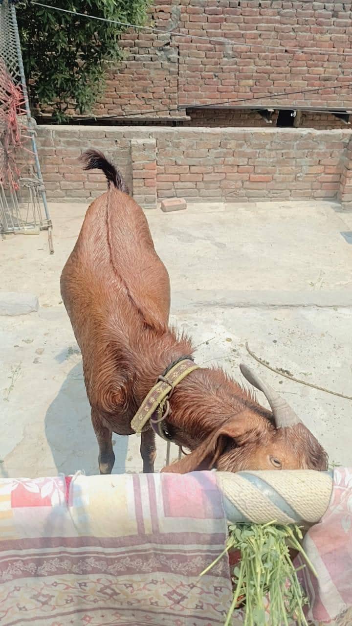2bakra vip 8