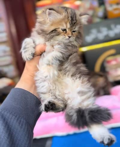Persian Cat Billi Persian Kitten 3 kot Cat baby  0з48/O29/O146 ωtsp