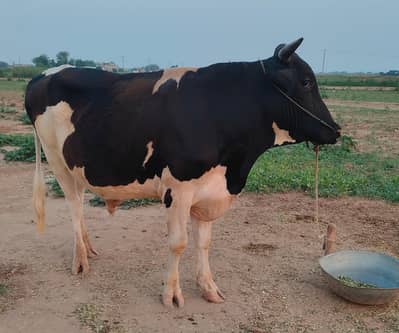Kurbani ka bachra for sale