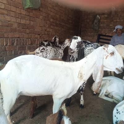 bakri for sale pakka ghost 15kg
