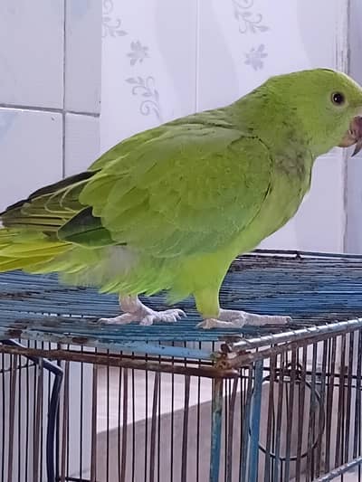 Raw parrot