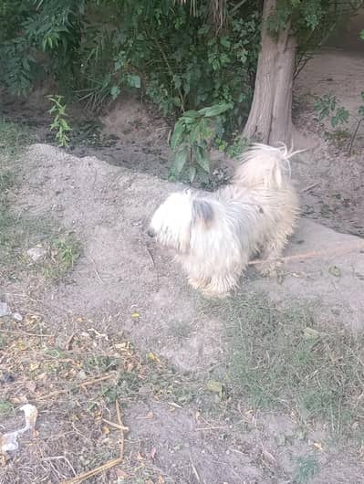 lhasa apso