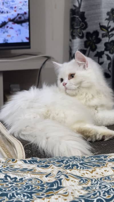 Triple coat Persian female cat