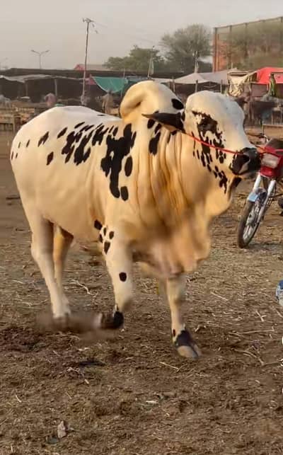 qurbani service