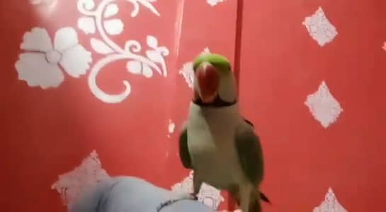 Kashmiri Raw Parrot 9 Month Age WhatsApp 03218699679