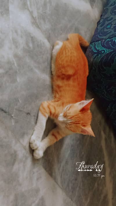 simba