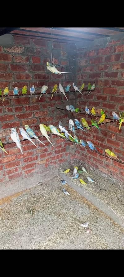 zabardast breeding pairs