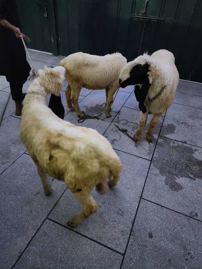 qurabni animals for sale in lahore