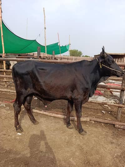 Beautiful Wacha for Qurbani
