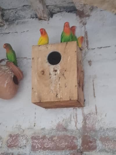 love bird