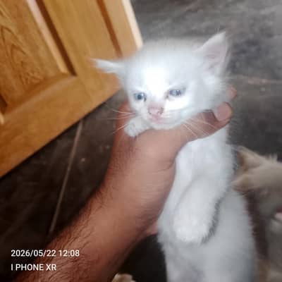 rasiya
