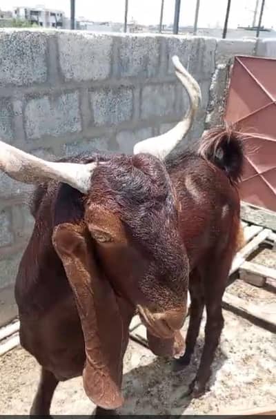 4 dant Bakra for qurbani