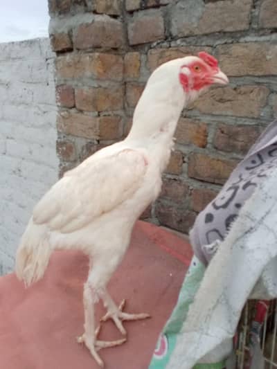 aseel heera