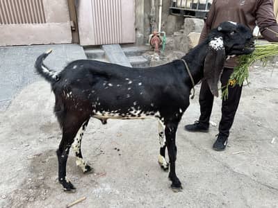 2 Dant Bakra