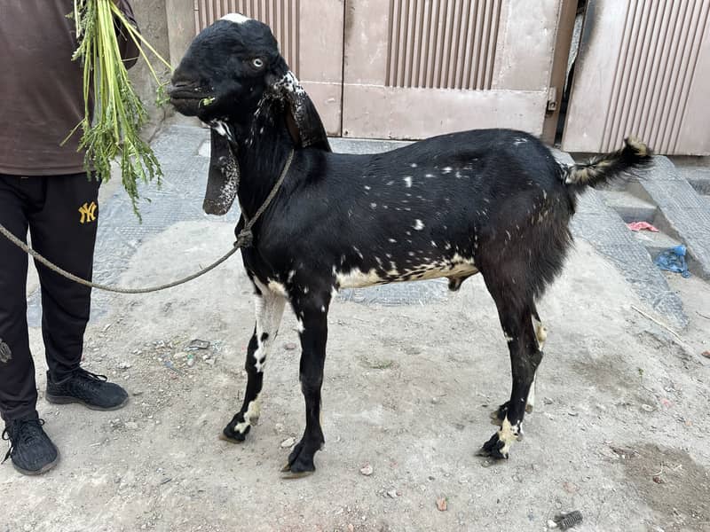 2 Dant Bakra 1