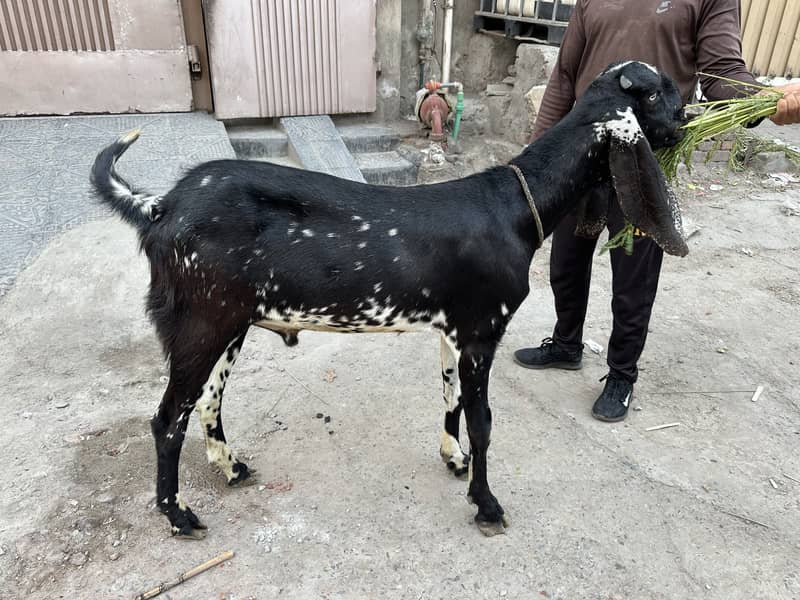 2 Dant Bakra 2