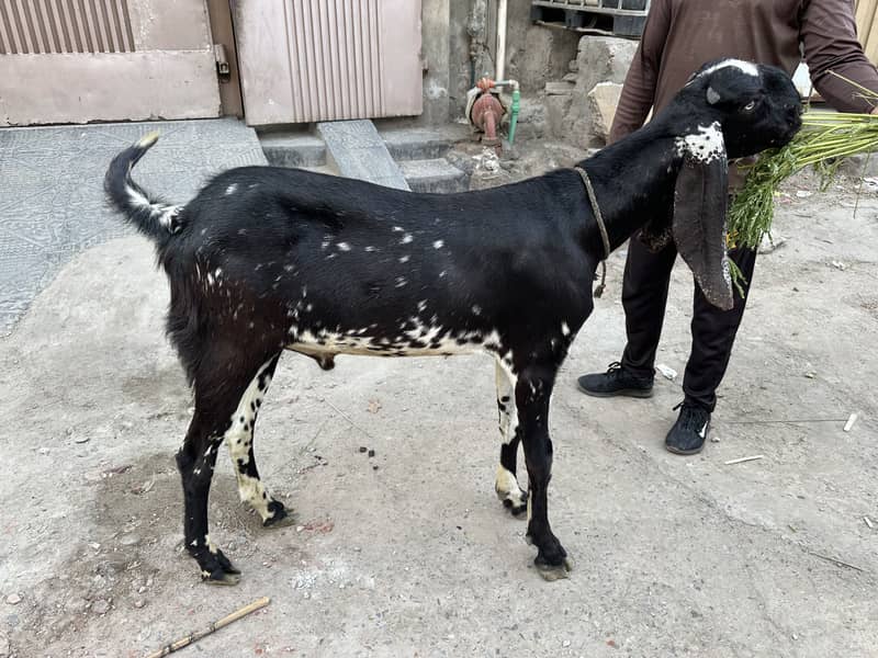 2 Dant Bakra 3
