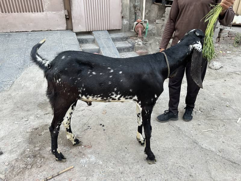 2 Dant Bakra 4