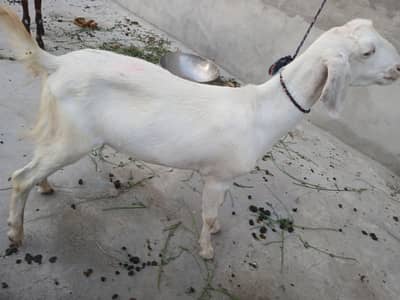 bakra for sale,,,