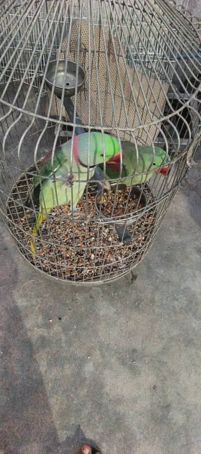 raw parrot pair or boxx