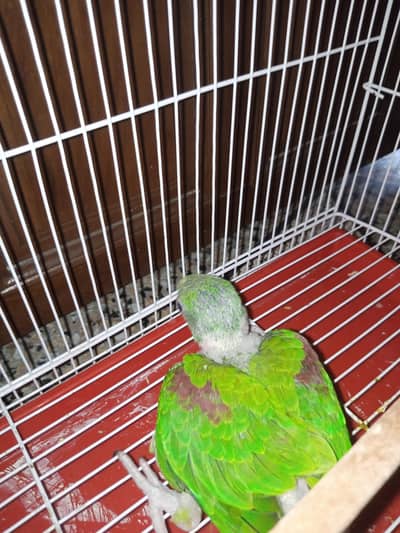 paroot for sale hole sale