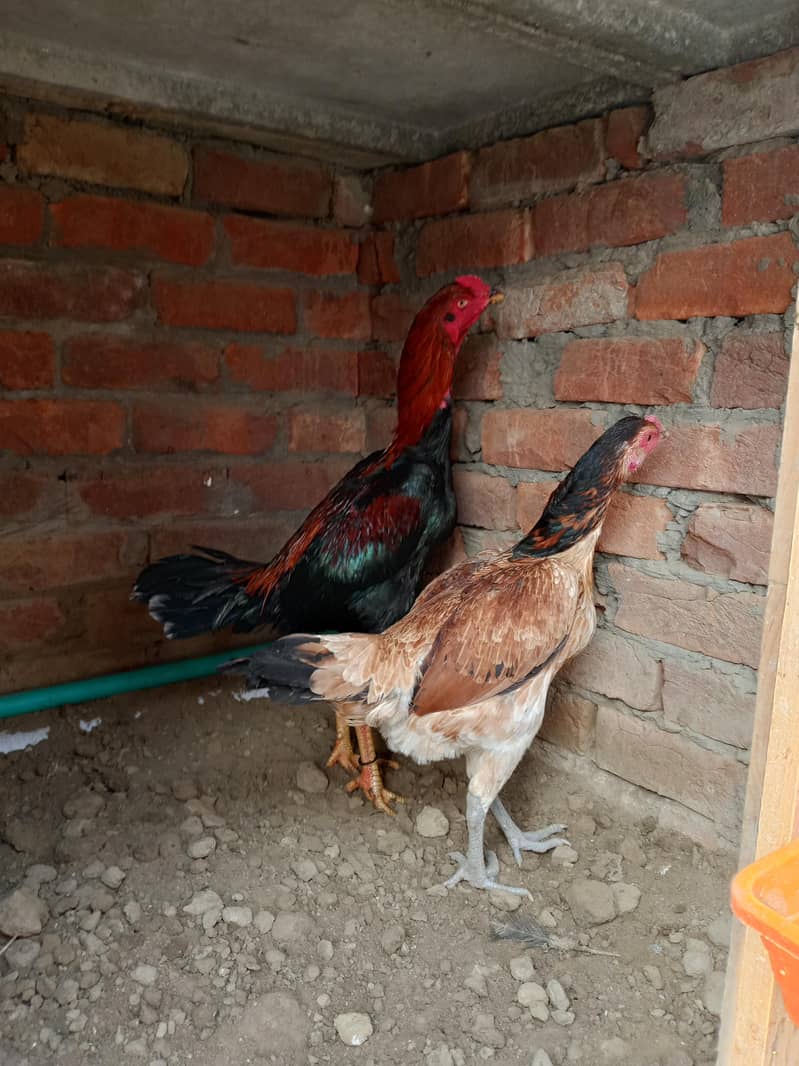 Burmi , pokoya,panus, 3