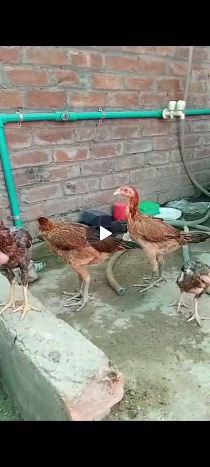 Burmi , pokoya,panus, 6