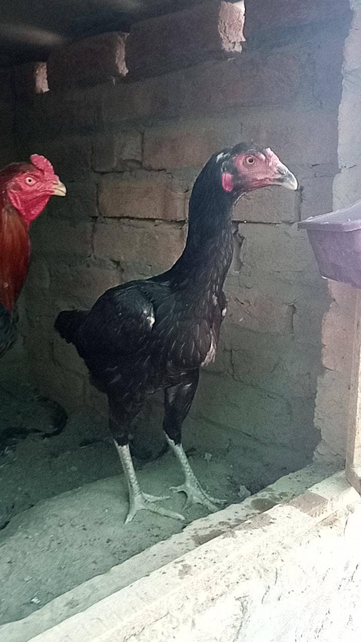 Burmi , pokoya,panus, 7