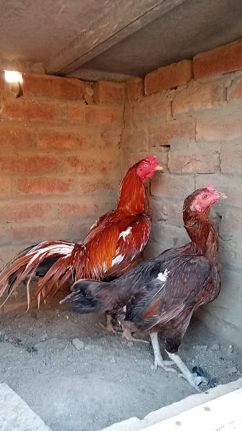 Burmi , pokoya,panus, 8