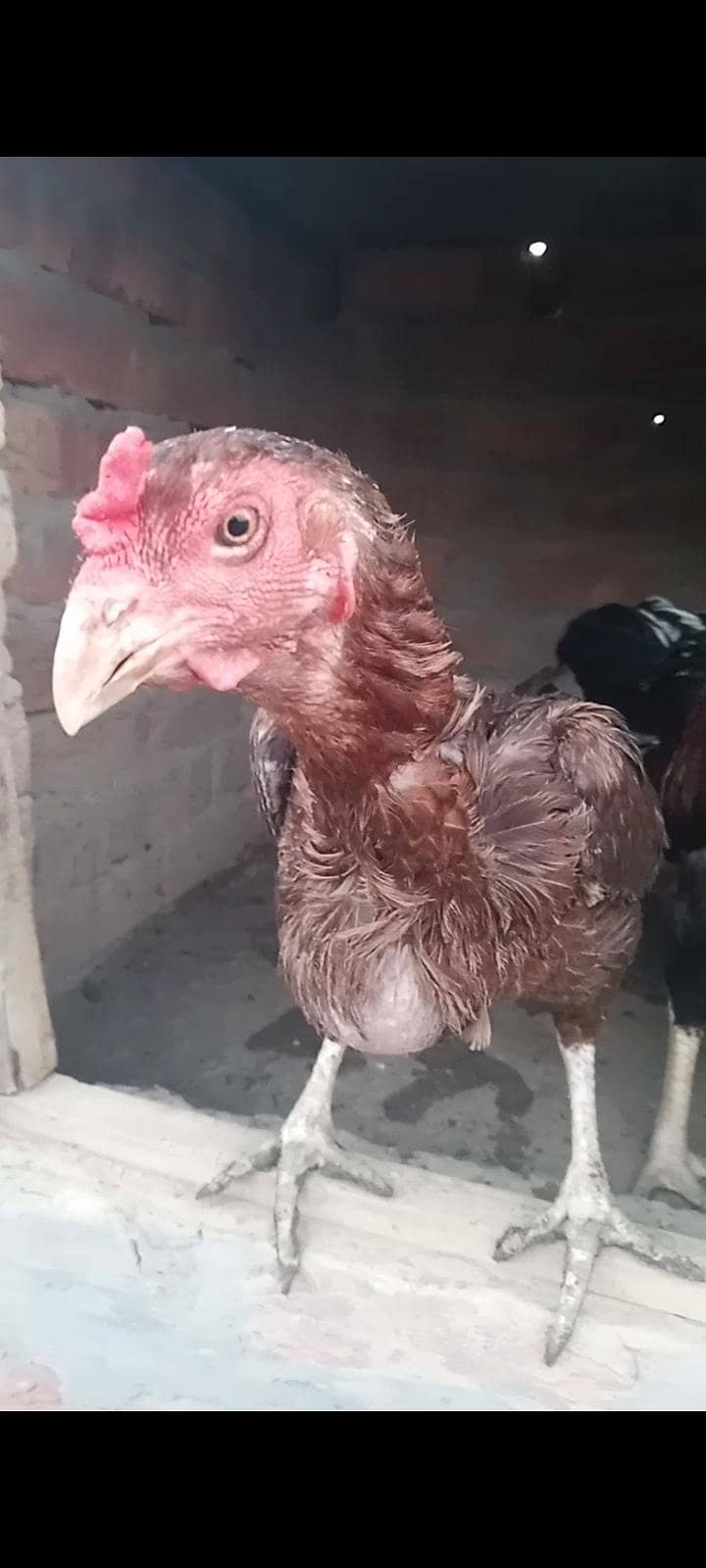 Burmi , pokoya,panus, 9