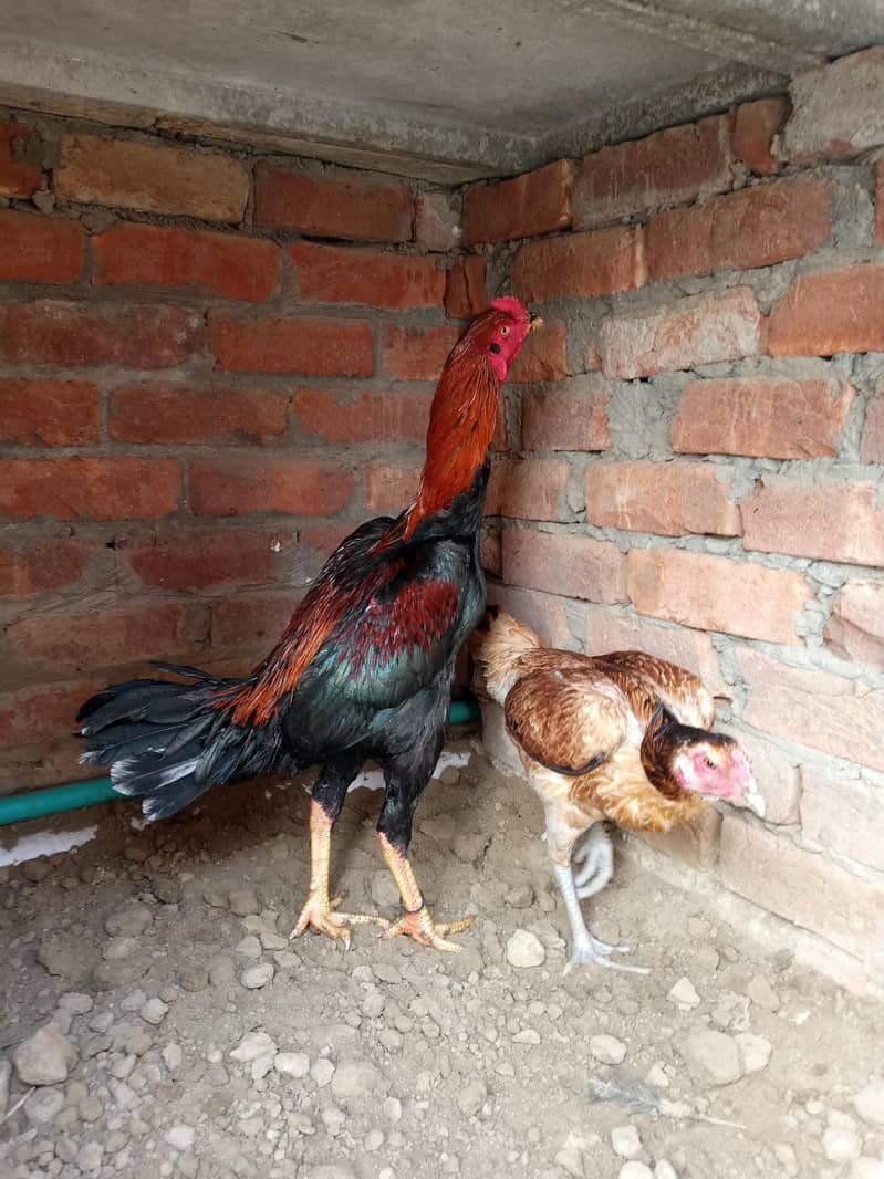 Burmi , pokoya,panus, 13