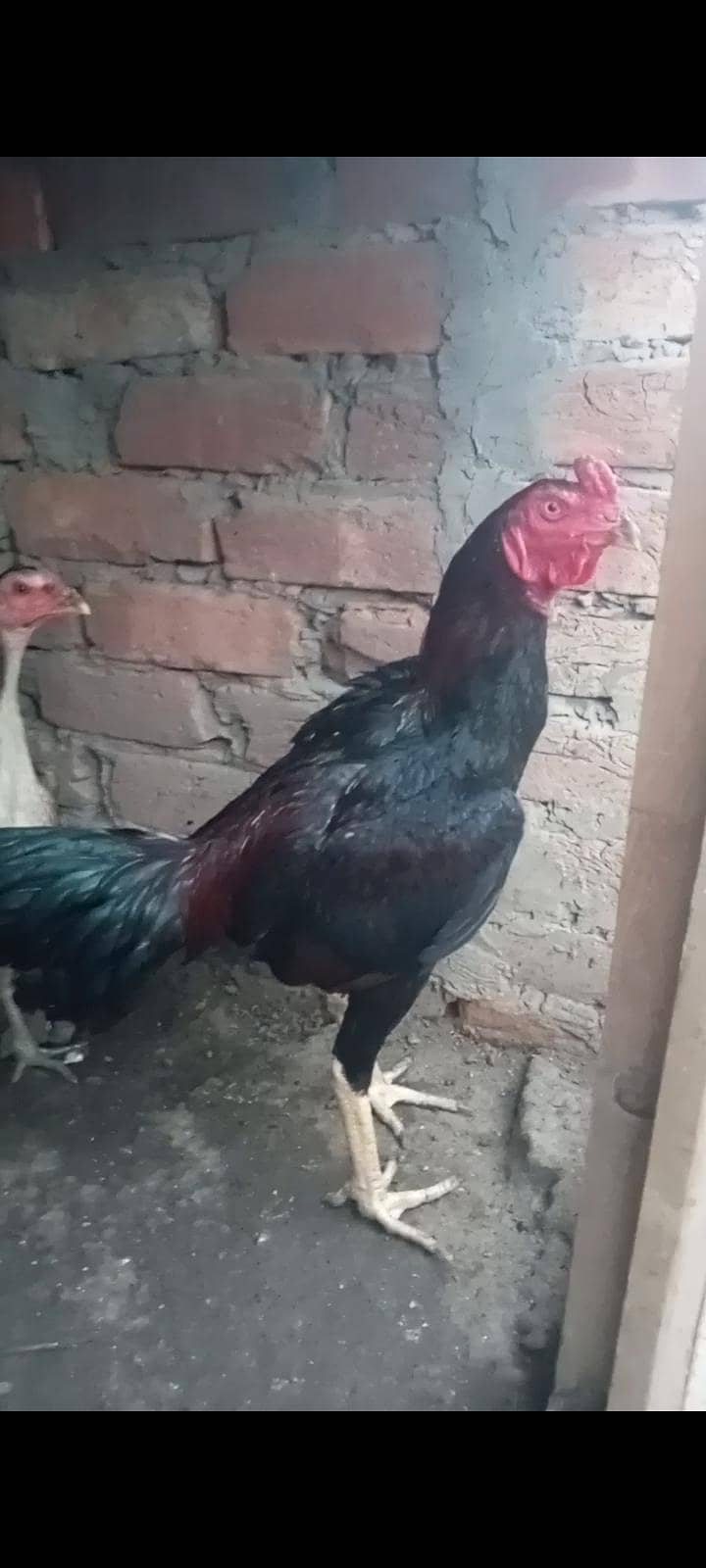 Burmi , pokoya,panus, 15