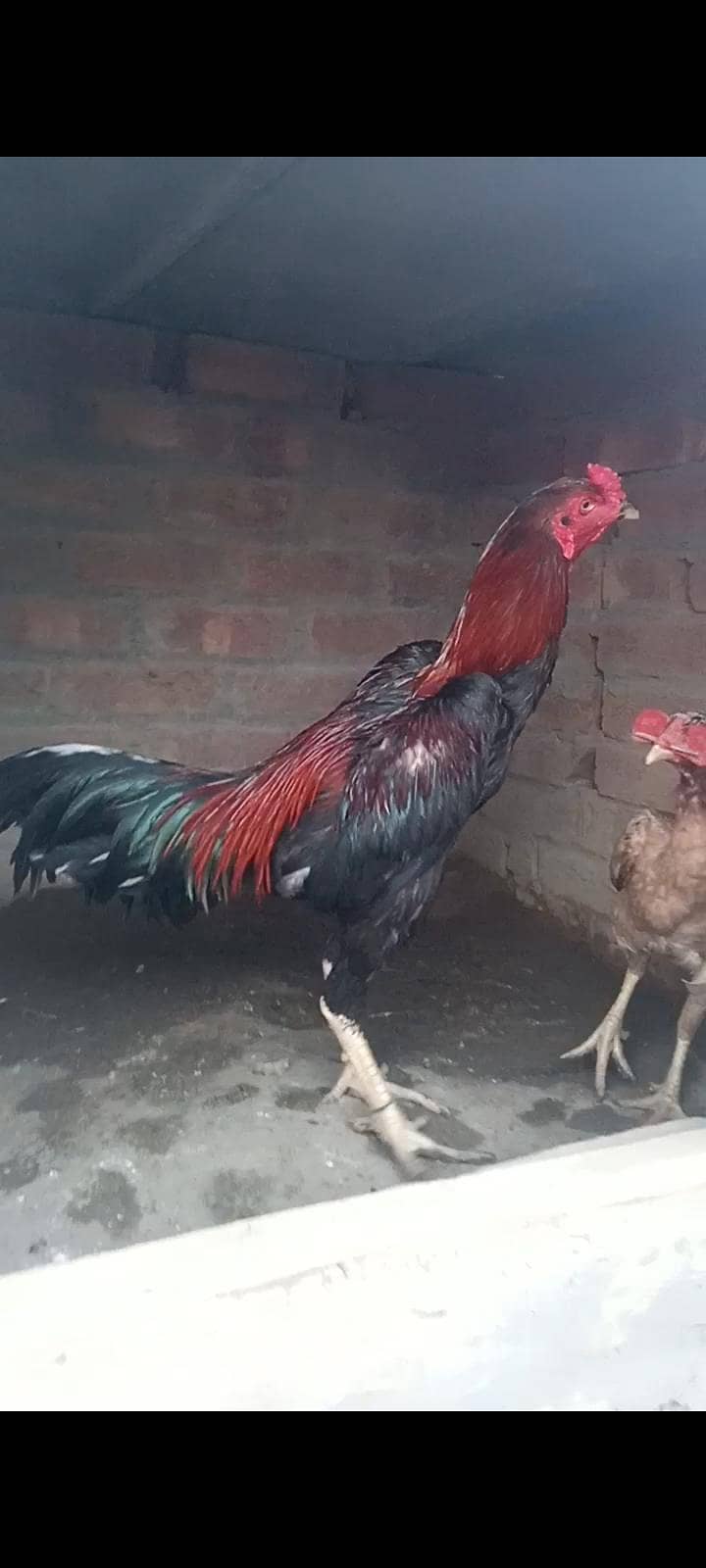 Burmi , pokoya,panus, 17