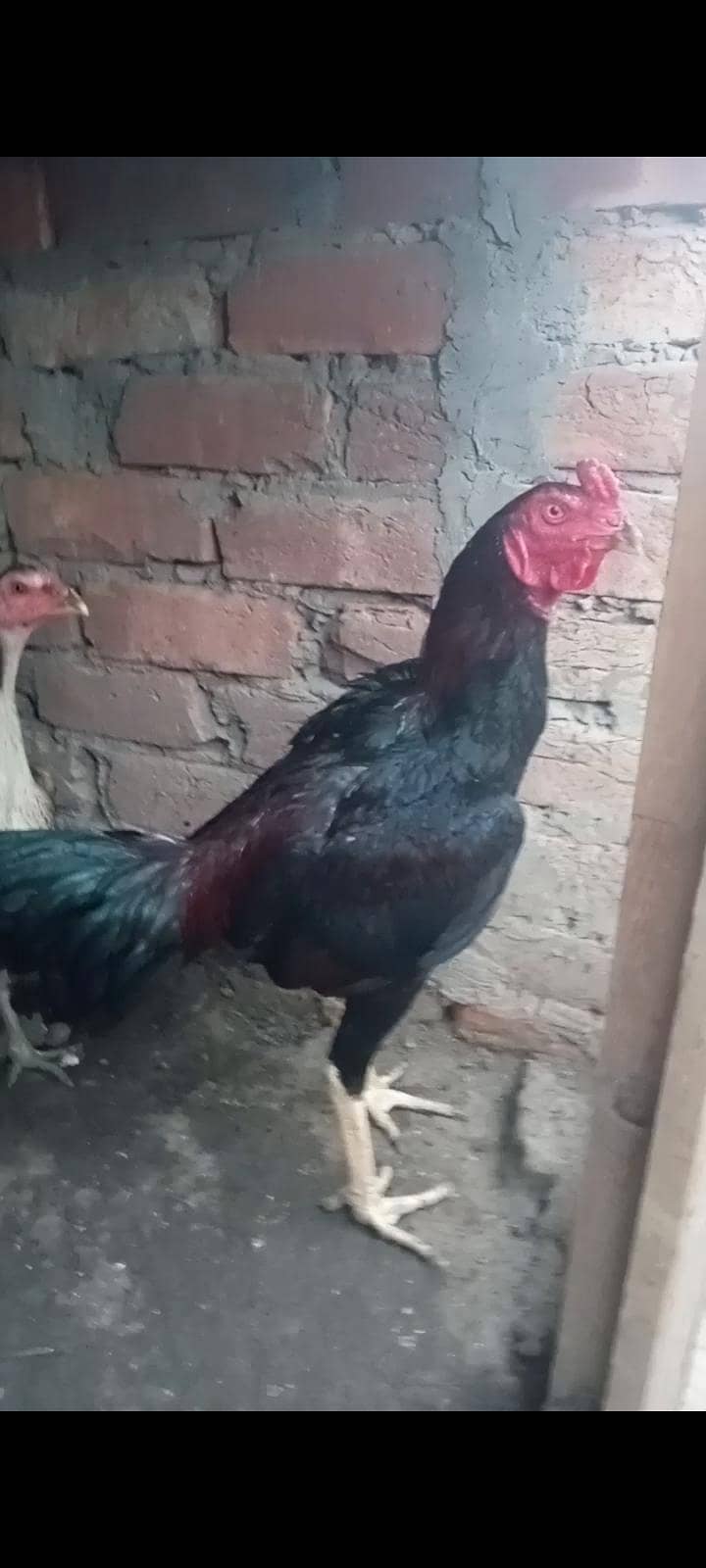 Burmi , pokoya,panus, 18