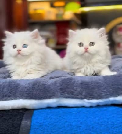 Persian Cat Billi Persian Kitten 3 kot Cat baby  0з48/O29/O146 ωtsp