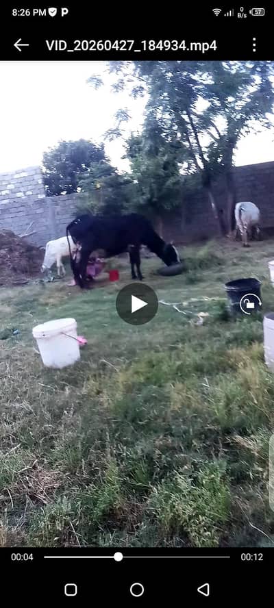 qurbanii cow for sale