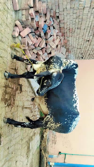 Bull For Sale