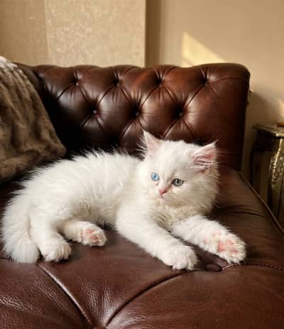 Punch Face male Persian Kitten for Sale