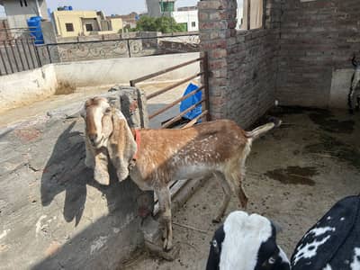 i am selling goat for eid
