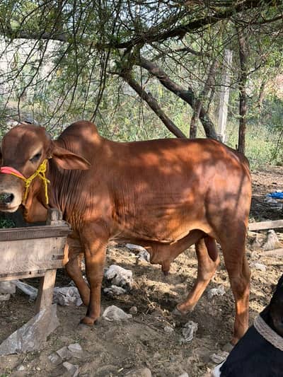 Bachra | Katta | Wacha | Cow | Qurbani k janwar | Bulls | بھنس | گائے