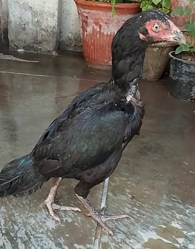Mushki Pathi 0 size