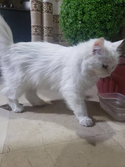 this is white persian cat female vacsinated with passport