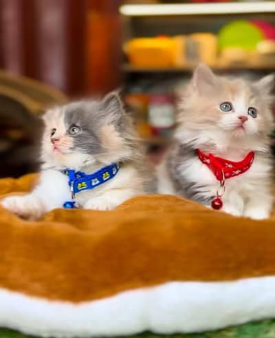 Persian Cat Billi Persian Kitten 3 kot Cat baby  0з48/O29/O146 ωtsp