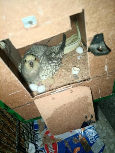 Coctail breeder pair for sale