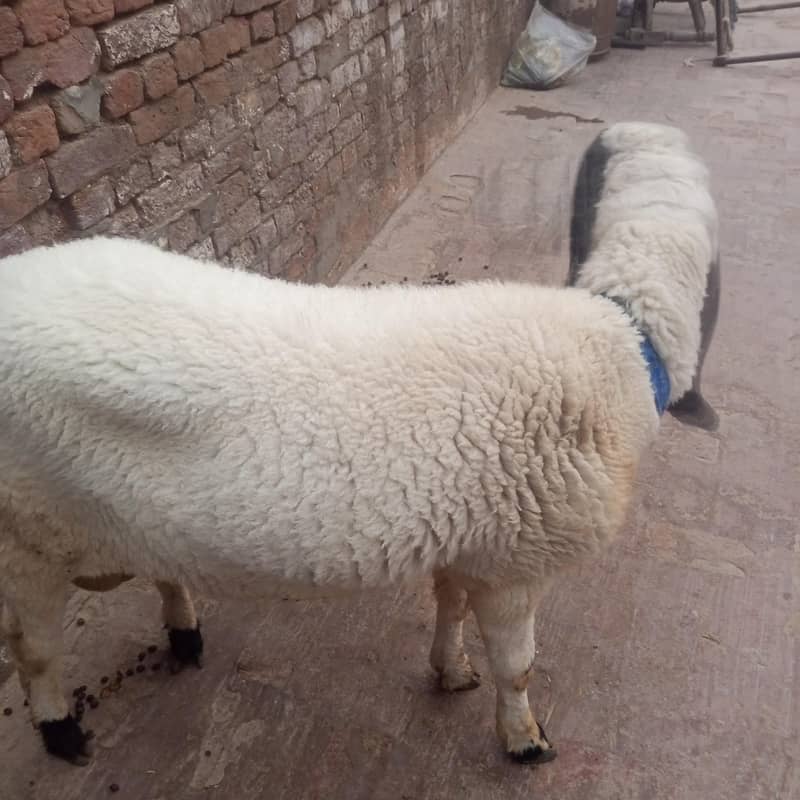 chatra 2