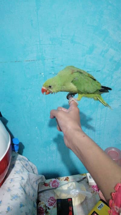 Green parrot